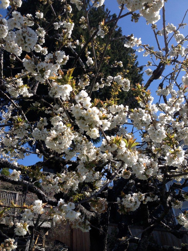 I love cherry blossom season.