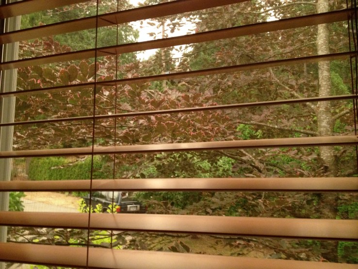 From our bedroom window.