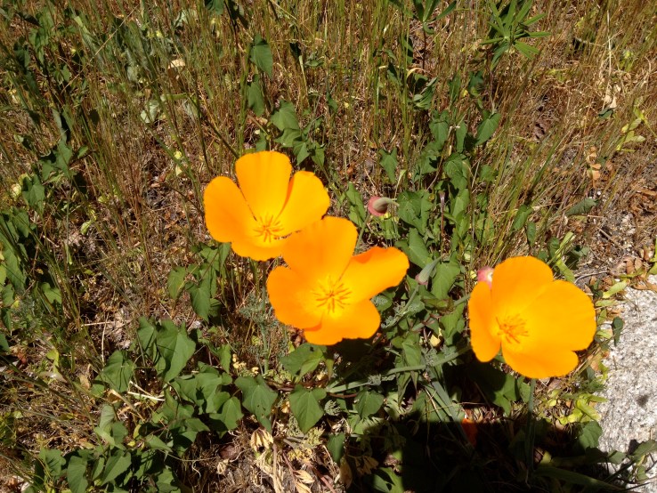 Also, give yourself flowers. You've earned it.